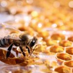 Sayıları azalıyor!  Azalan arı popülasyonları gıda güvenliğini tehdit ediyor