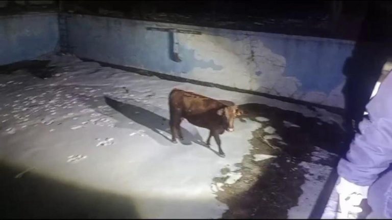 Sahibinden kaçtı, boş havuzda engellendi