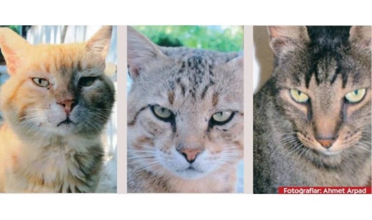 Kedi, dokuz canlı – son dakika pazarında haber