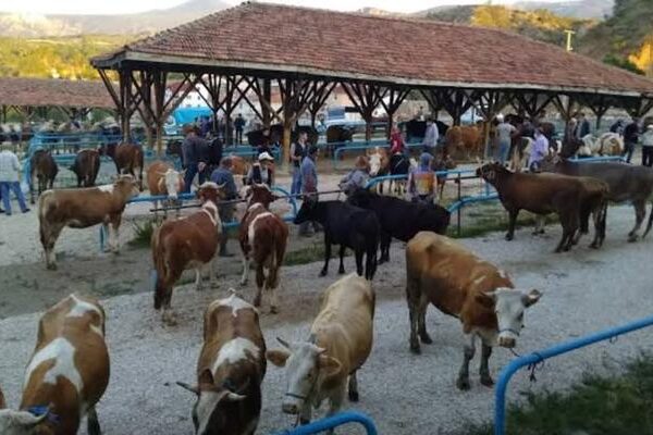 Bir ilçede hastalık alarmı: Kurban pazarı kapatıldı, 25 mahalle ve 15 köy karantinaya alındı!