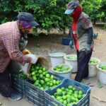 Limonda fiyatları düşürecek hasat – Bigpara Haberleri