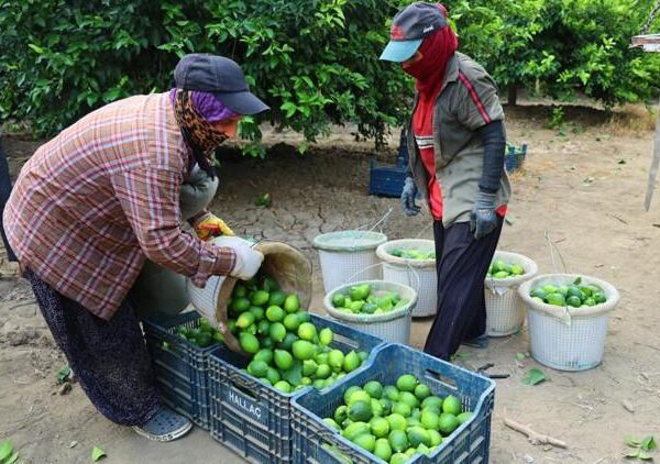 Limonda fiyatları düşürecek hasat – Bigpara Haberleri