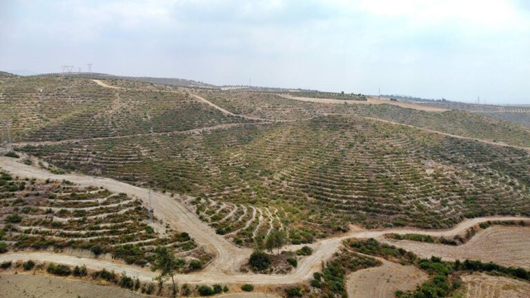 Yanan alanlar, iklime, toprağa ve rakıma uygun ağaçlandırılıyor