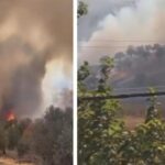 Hatay’da zeytinlik alanda çıkan yangın büyümeden söndürüldü
