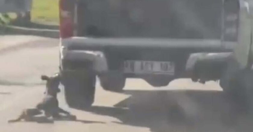 Muğla’da dehşet verici olay: Kamyonete bağlı köpek yaşamını yitirdi